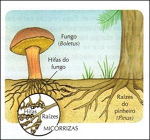 Mutualismo Neste caso dois seres vivos estão associados obrigatoriamente e de forma vital, a ponto de não sobreviverem separadamente.