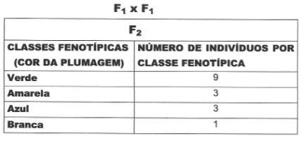 Na proporção fenotípica, pode-se observar 9 sementes amarelas lisas (V_R_), 3 sementes amarelas rugosas (V_rr), 3 sementes verdes lisas (vvr_) e uma semente verde rugosa (vvrr).