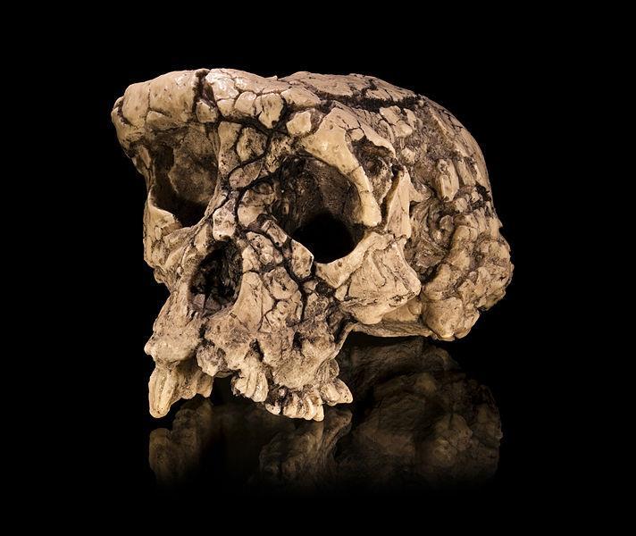 Hominídeos O hominídeo conhecido mais antigo é do Mioceno Superior (7 Ma) Sahelanthropus tchadensis pode