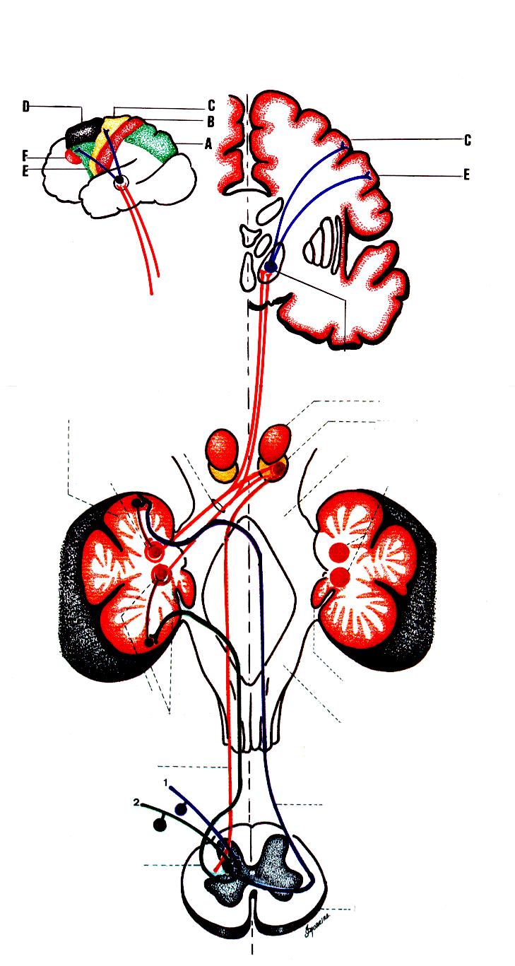Vias: (1) : Espinocerebelar Direta ( dorsal ), (2) : Espinocerebelar cruzada ( ventral ) (3) Interpósito-Paleorrúbrica-Tálamo-Cortical Superfície lateral do hemisfério esquerdo B A Área motora