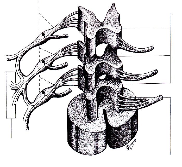 Desenho esquemático da medula espinhal, mostrando a superposição dos dermátomos e a raiz dorsal de cada segmento. Do lado oposto as raízes motoras.