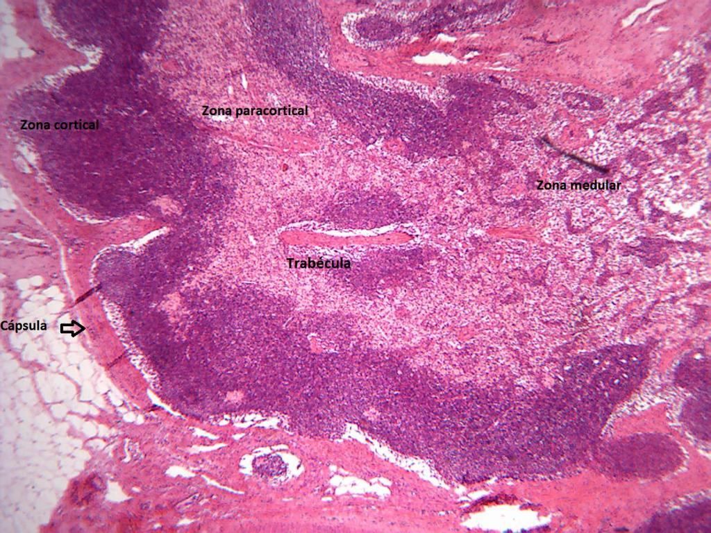 Figura 3 BAÇO Representa o maior acumulo de tecido linfoide de organismo. Possui contanto intimo com o sangue e é rico em células fagocitárias.