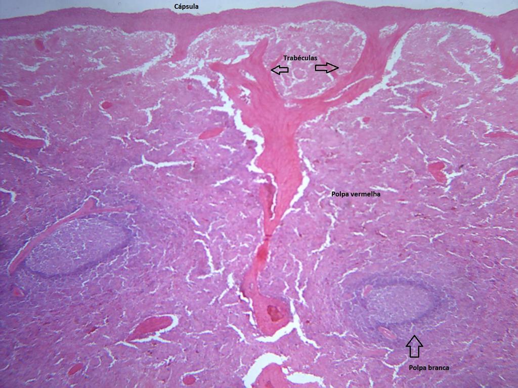 Figura 4 A polpa branca apresenta nódulos linfáticos com arteríola folicular (Figura 5), que podem ou não apresentar centro germinativo e bainhas periarteriais de linfócitos enquanto que a polpa