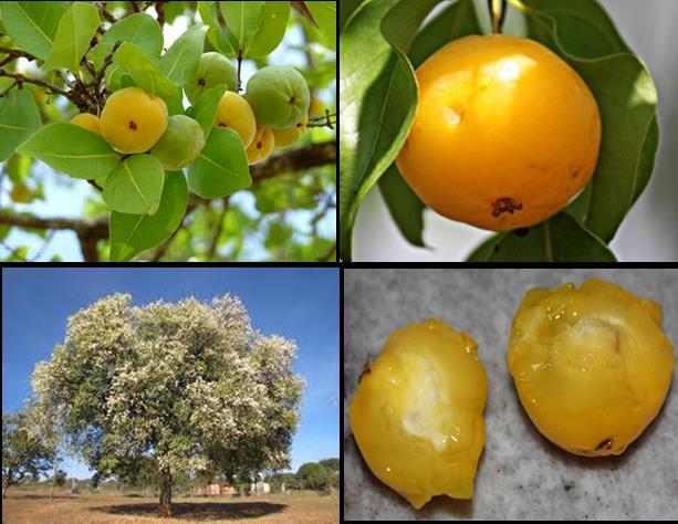 PROPRIEDADES DA CAGAITA Fonte: http://mundoeducacao.bol.uol.com.br/biologia/cagaita.