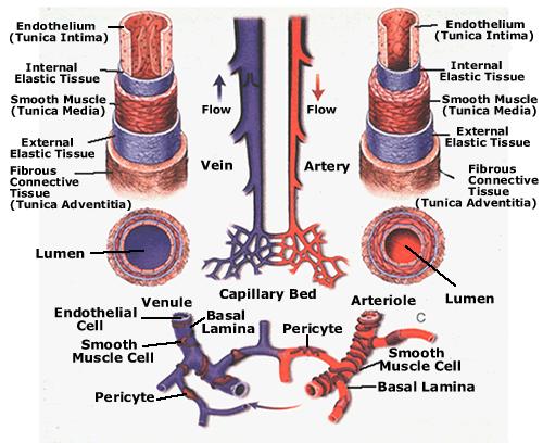 Anatomia Funcional do Sistema Cardiovascular Artérias e Veias: distensíveis resistência periférica e do fluxo sangüíneo As artérias acomodam o débito pulsátil tornando o fluxo constante As veias