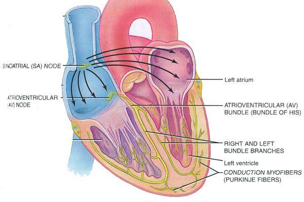 Histofisiologia do músculo cardíaco Músculo cardíaco Músculo atrial Músculo ventricular Fibras musculares especializadas excitatórias condutoras Sincício atrial e ventricular As células do músculo