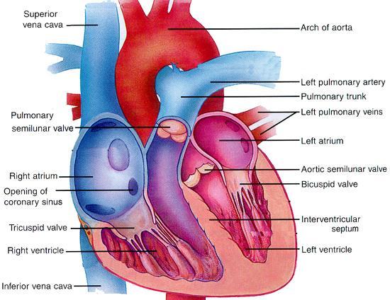 Válvulas Cardíacas Controle da pressão arterial em curto prazo A inervação simpática das pequenas artérias e arteríolas aumentam a resistência ao fluxo sangüíneo e diminui a intensidade do fluxo