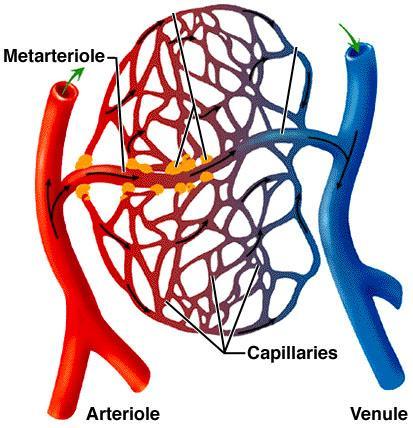 Hemodinâmica Circulação sistêmica, grande circulação ou periférica e pulmonar Partes funcionais da circulação 1.