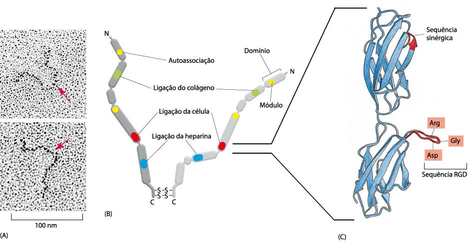 Matriz Extracelular Fibronectina Componente presente nas