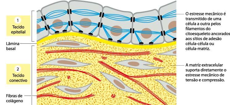 Matriz Extracelular Relação das células com a matriz Extracelular Há dois meios pelos quais as células são unidas.
