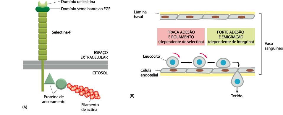 Adesões Celulares Selectinas Responsáveis pela