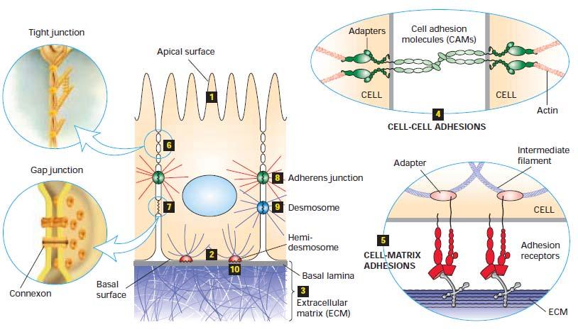 Adesões celulares Adesão célula MEC Os elementos envolvidos na