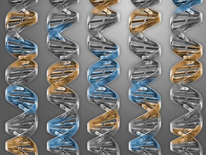 INTRODUÇÃO À GENÉTICA Genética (do grego genno = fazer nascer) é a ciência dos genes, da hereditariedade e da