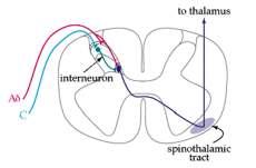 tálamo e córtex; partem do Corno Posterior da Medula Espinal CPME Lâmina I (1º neurônio) Lâmina II (Interneurônio: Substância Gelatinosa de Rolando) Lâmina V (2º