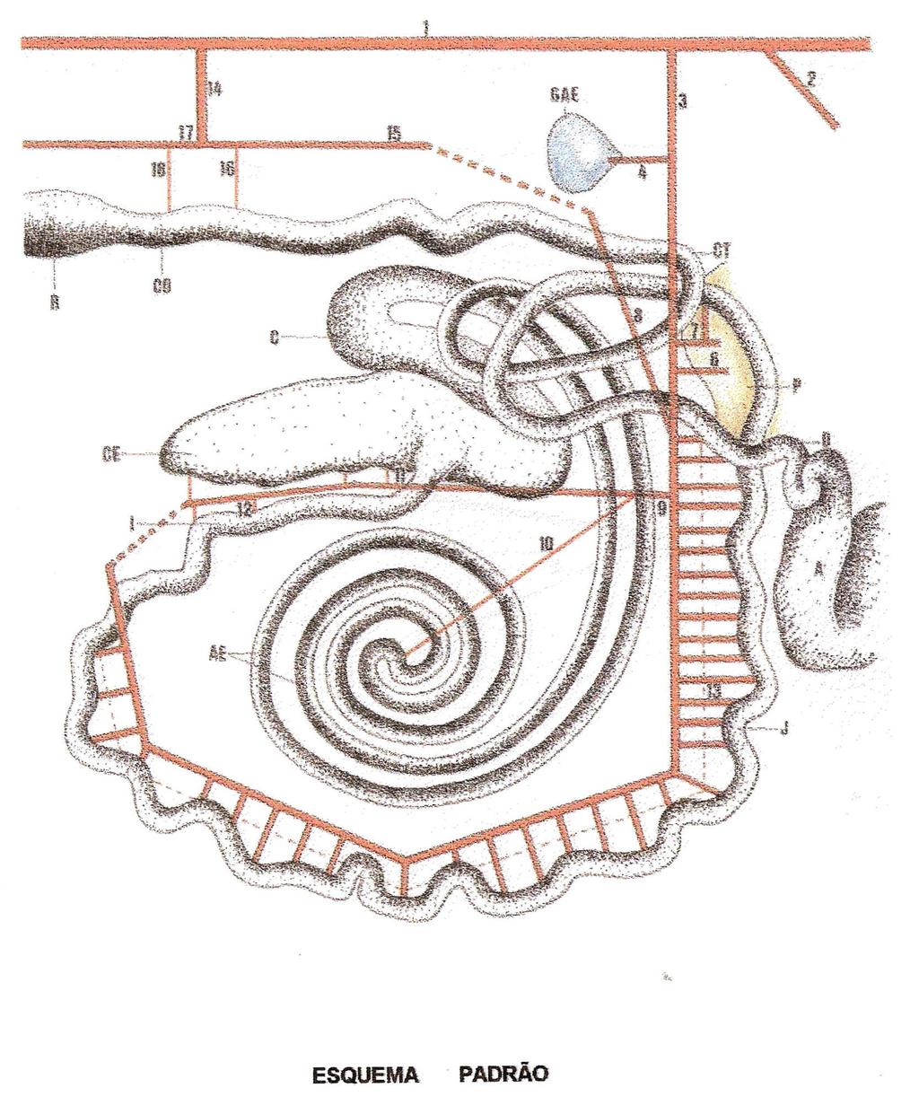 LEGENDA Esquema representativo das ramificações das artérias mesentéricas cranial e caudal em