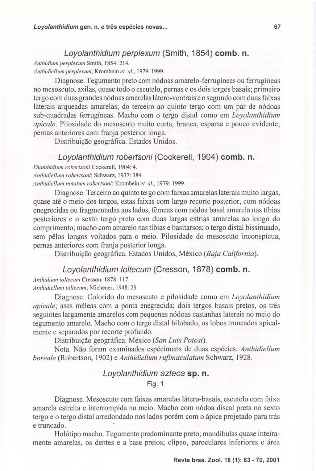 Loyolanthidium gen. n. e três espécies novas... 67 Loyolanthidium perplexum (Smith, 1854) comb. n. Anthidiumperp/exum Smith, 1854: 214. Anthidie//um perp/exum; Krombein et. 0/., 1979: 1999. Diagnose.