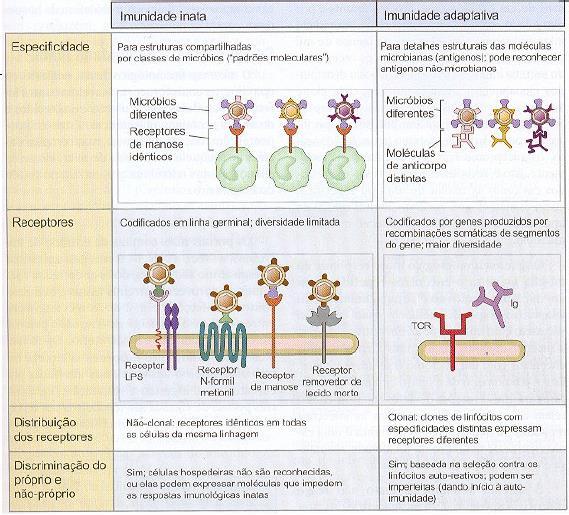 DOENÇA DEFICIÊNCIA CONSEQUÊNCIA Granulomatose crônica Deficiência de adesão leucocitária tipo-1 Deficiência de adesão leucocitária tipo-2 Síndrome de Chédiak- Higashi Produção deficiente de ROS por