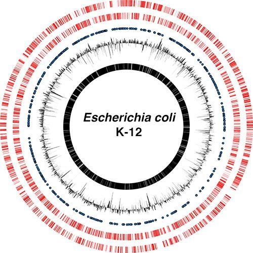 Whole-Genome Shotgun (WGS) Democratizada pelo NGS. Sequenciamento, montagem anotação de genomas.