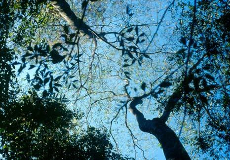 Efeito de filtro Árvores do dossel afetam o meio biótico e abiótico