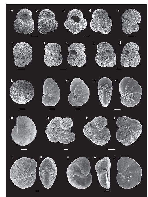 aquáticos) Microfósseis calcários: foraminíferos