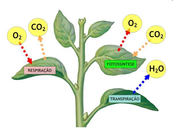 Produtividade do Ecossistema PRODUTIVIDADE PRIMÁRIA LÍQUIDA (PPL): Taxa de armazenamento de matéria orgânica nos tecidos vegetais, desconsiderando a respiração pelas plantas durante o período de