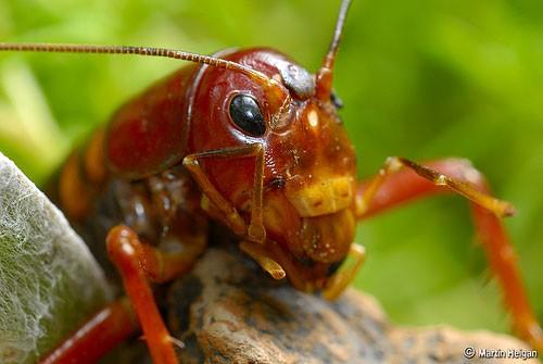 Gryllidae Cabeça