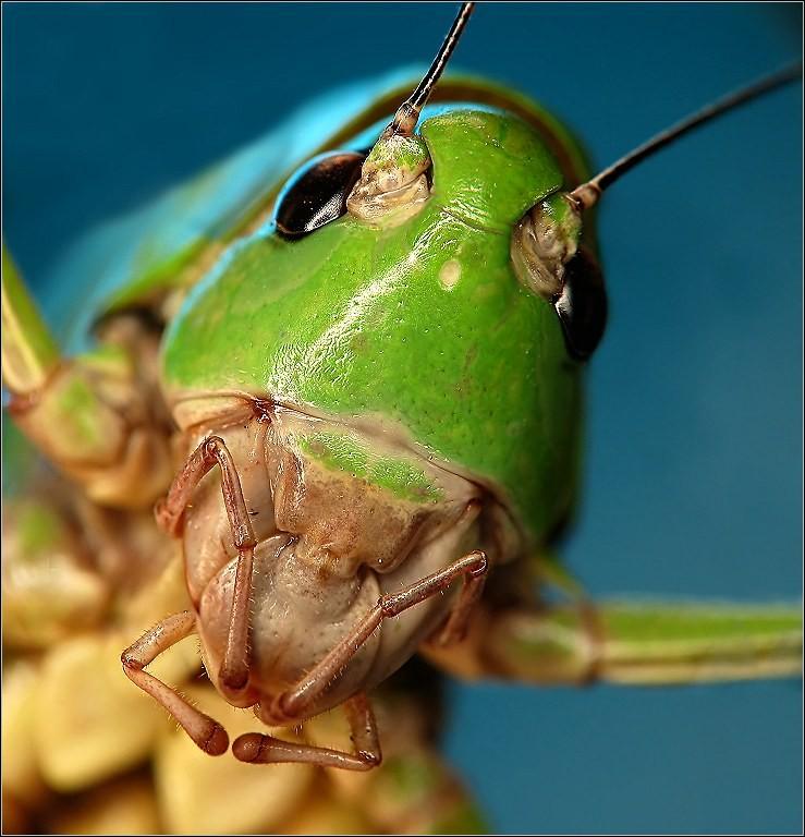 Família Acrididae Cabeça