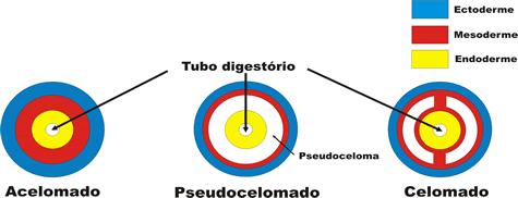 8. (Ufla) O esquema a seguir representa a diferenciação do tecido mesodérmico em animais Triblásticos: a) O que se entende por celoma?