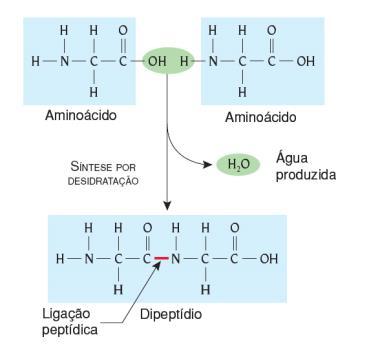 5 Lis Inclui todas as reações que ocorrem desde a formação da primeira ligação peptídica até a incorporação do último AA à proteína.