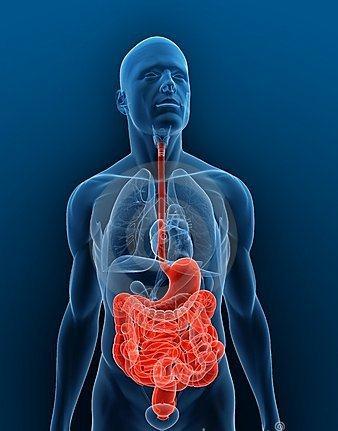 Sistema Digestivo Franciele Guimarães de Brito Sistema digestivo O trato digestório: é um tubo
