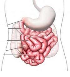 Estômago A mucosa estomacal é protegida por muco. As células da mucosa estomacal são continuamente lesadas e mortas pela ação do suco gástrico. Por isso, a mucosa está sempre sendo regenerada.