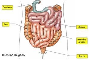 Intestino grosso O intestino grosso: 6,5 centímetros de diâmetro e 1,5 metros de comprimento. O intestino grosso absorve a água.