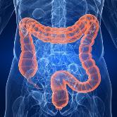 O intestino grosso é mais calibroso que o intestino delgado, por isso recebe o nome de intestino grosso.