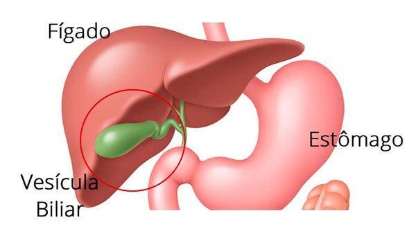 Fígado A Função Digestiva do Fígado é produzir a bile, uma secreção verde amarelada, para passar para o duodeno.