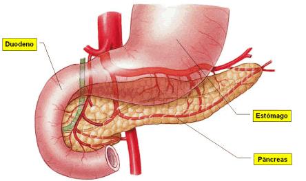 A bile emulsiona a gordura e a distribui para o intestino para a digestão e absorção.