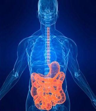 Sistema digestivo Comprimento do trato gastrintestinal No cadáver, é de cerca de 9 m.
