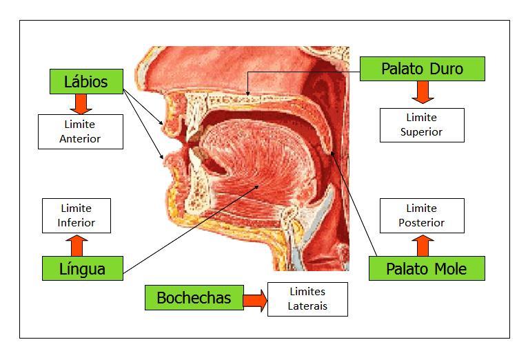 Boca Boca O alimento é mastigado pelos dentes, e a saliva, proveniente das glândulas salivares, facilita a formação de um bolo alimentar