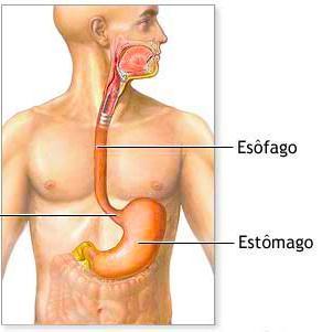 Esôfago Se estende entre a faringe e o estômago. Mede cerca de 25 centímetros de comprimento.