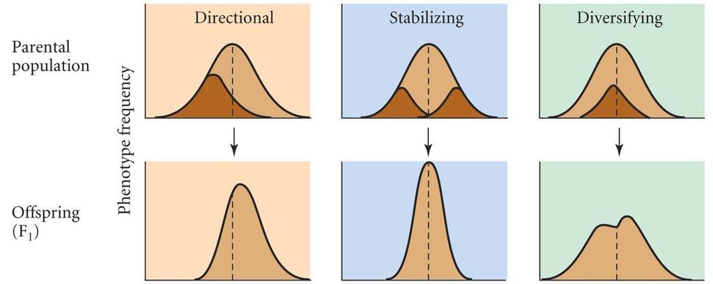 Seleção Natural Direcional: um extremo do fenótipo tem maior valor adaptativo Diversificadora (disruptiva): dois ou