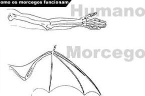 Homoplasia asas de