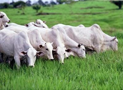 Milhões (US$) Artigo 7 Técnico Projeção do Valor Bruto da Produção (VBP) do Setor de Carne para 212 em Mato Grosso do Sul Novembro, 212 Campo Grande, MS Adriana Mascarenhas 1 Camilla Medina 2 Juliana