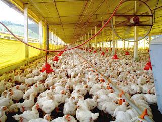 3. Avicultura Diferentemente dos demais setores de carnes bovino e suíno o setor avícola vem apresentando redução nos abates, preços e exportações.