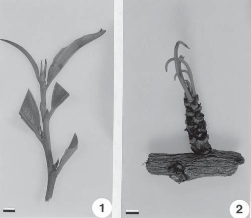72 A.C. Bieras & M.G. Sajo: Ontogenia foliar de Erythroxylum P. Browne (Erythroxylaceae) E. campestre A. St.-Hil., E. nanum A. St.-Hil. e E. tortuosum Mart., em diferentes estágios de desenvolvimento.