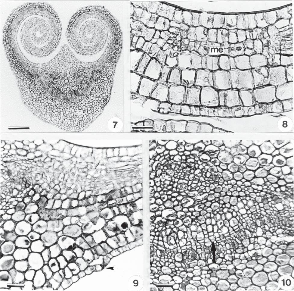 74 A.C. Bieras & M.G. Sajo: Ontogenia foliar de Erythroxylum P. Browne (Erythroxylaceae) ou seja, com a fase final de diferenciação dos tecidos internos.