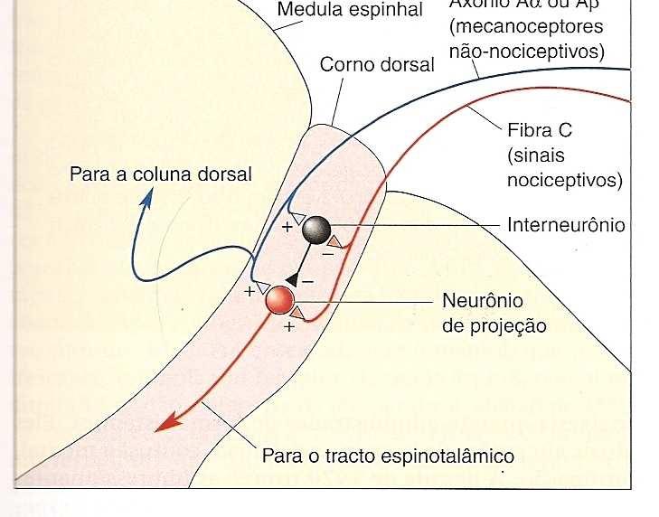 Regulação aferente Toque leve hiperalgesia Dor diminuída mecanorreceptoresde