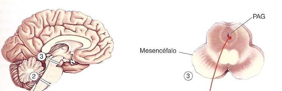 Regulação da dor: Percepção variável.