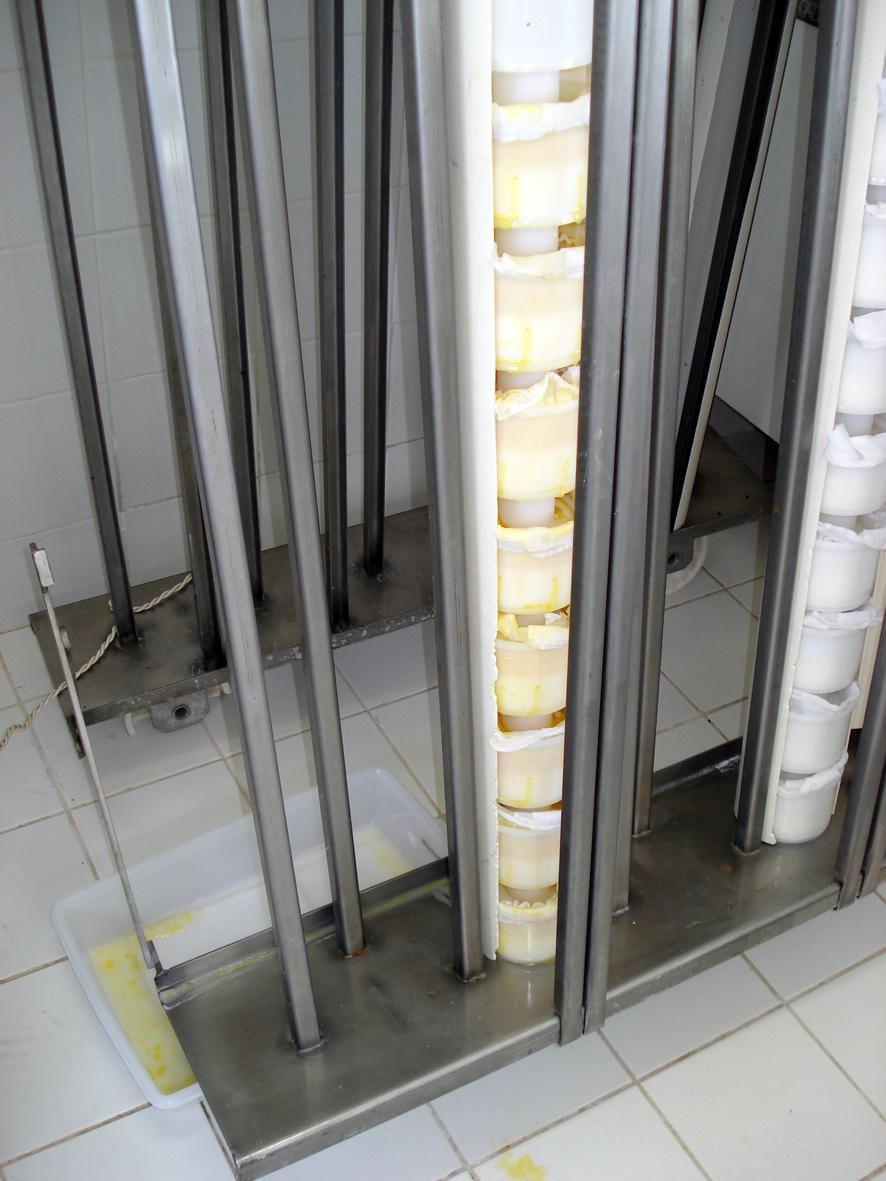 Neste tipo de queijo foram utilizadas formas de polietileno com capacidade para 0,5 kg, acompanhadas dos dessoradores.
