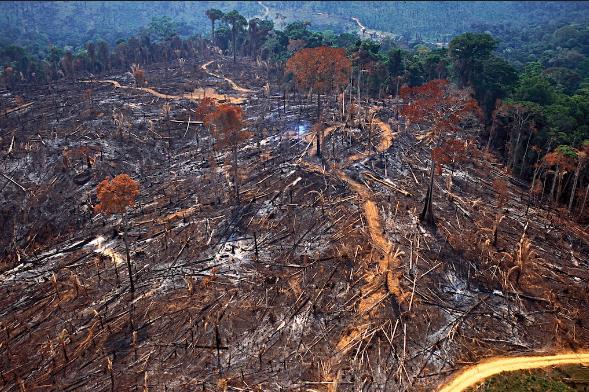 Motivação Forest Stewardship Council FSC Brasil Desafio global: governança florestal e sistemas econômicos contribuindo para o desmatamento, degradação ambiental e impactos sociais ao redor do mundo.