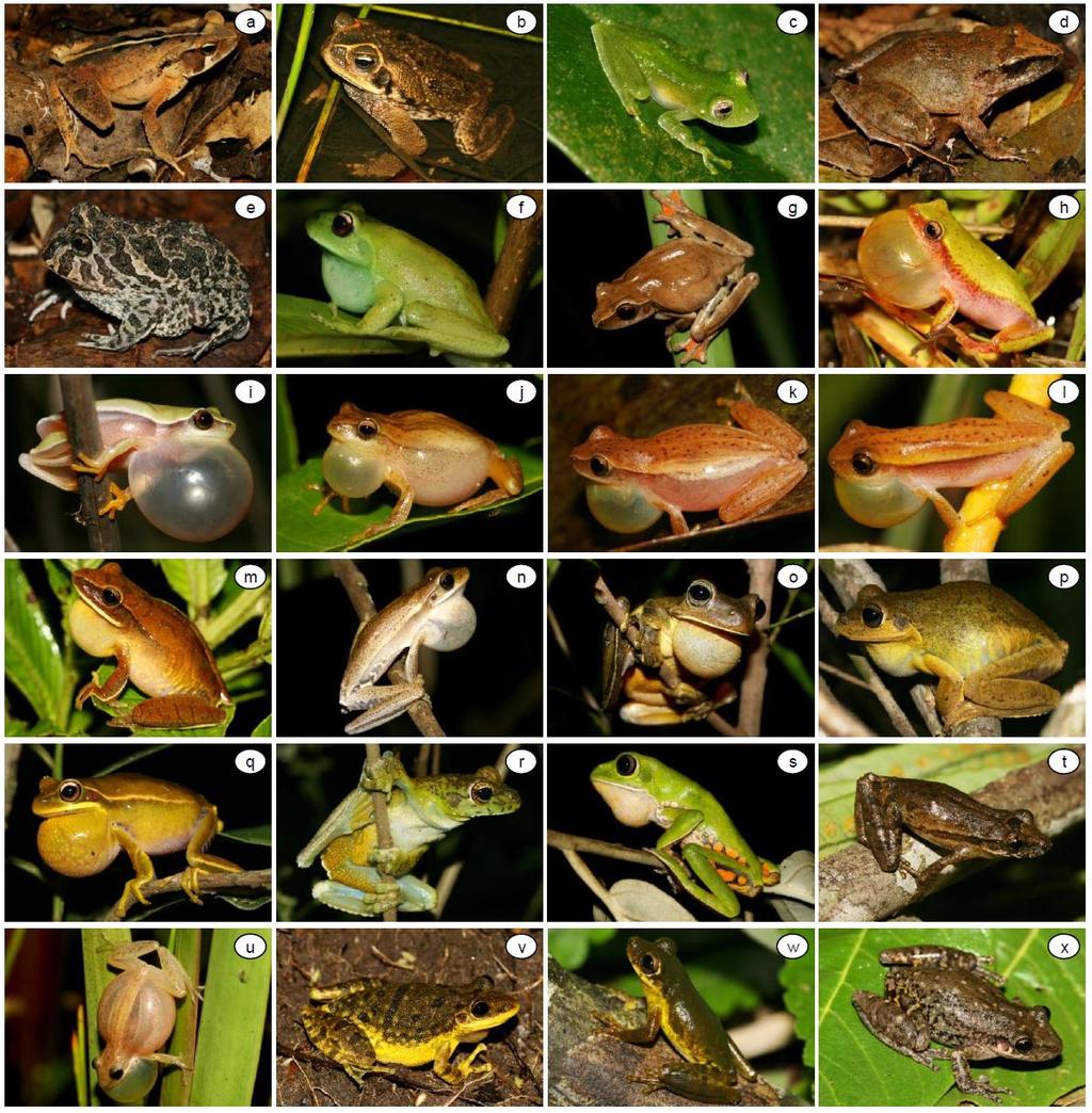 27 Figura 3a - Espécies de anuros amostradas nas estações ecológicas de Angatuba, Assis e Santa Bárbara, SP.