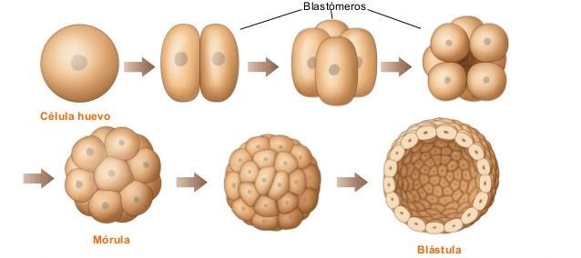 FORMAÇÃO DA BLÁSTULA Segmentação ou clivagem Blastômeros Zigoto Mitose Blastocele Mórula Blastulação Blástula Blastulação: os blastômeros migram para a periferia celular, formando uma cavidade